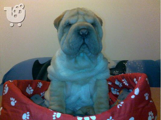 PoulaTo: Kαλή τιμή!!!.Πουλάω όμορφα κουτάβια ράτσα SHAR-PEI - Σαρ Πέι- 350 euro